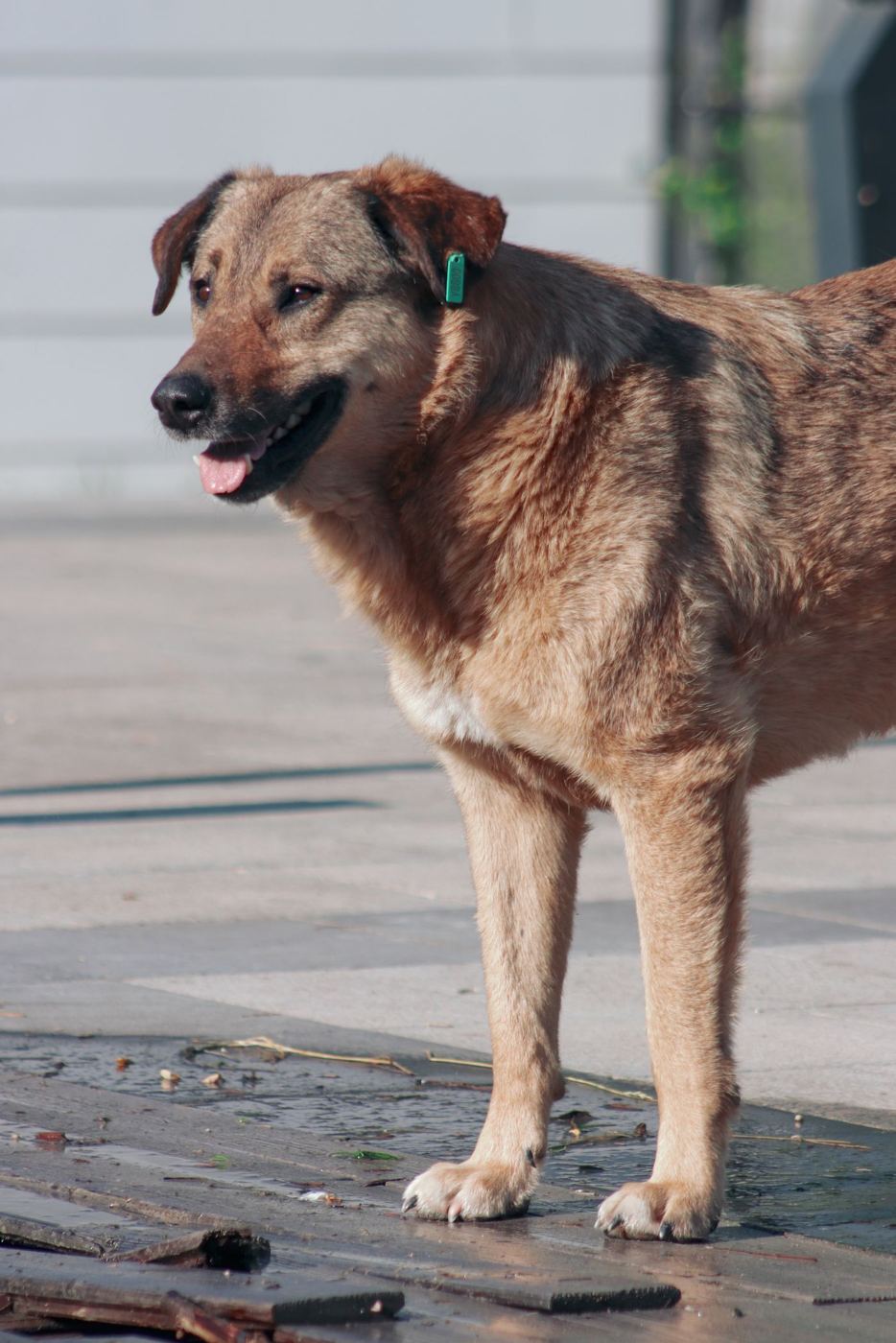 Animal rescue: a street dog after treatment