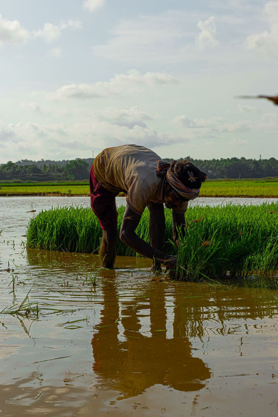 Farmers' welfare: transplanting paddy in the monsoon